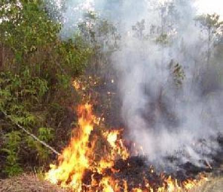 BMKG catat titik panas atau hotspot di Riau turun drastis (foto/int)